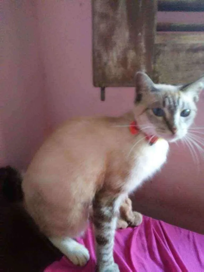 Gato ra a Siames misturada idade 7 a 11 meses nome Cristal