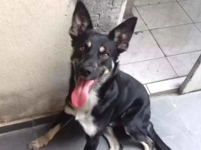 Cachorro raça SRD idade 6 ou mais anos nome Lobo