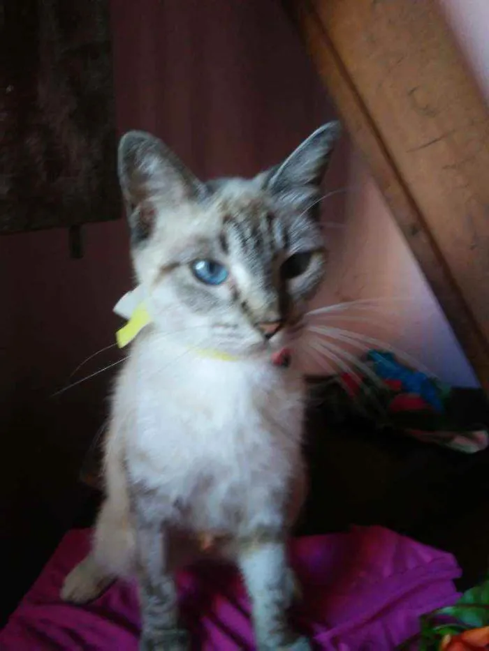 Gato ra a Siames misturada idade 7 a 11 meses nome Cristal
