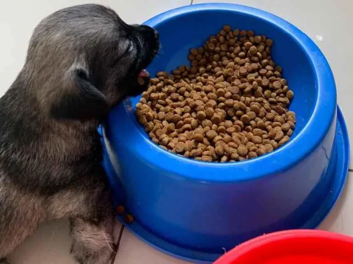 Cachorro ra a Mistura shitszu e cao pequeno  idade Abaixo de 2 meses nome Ainda não tem nomes