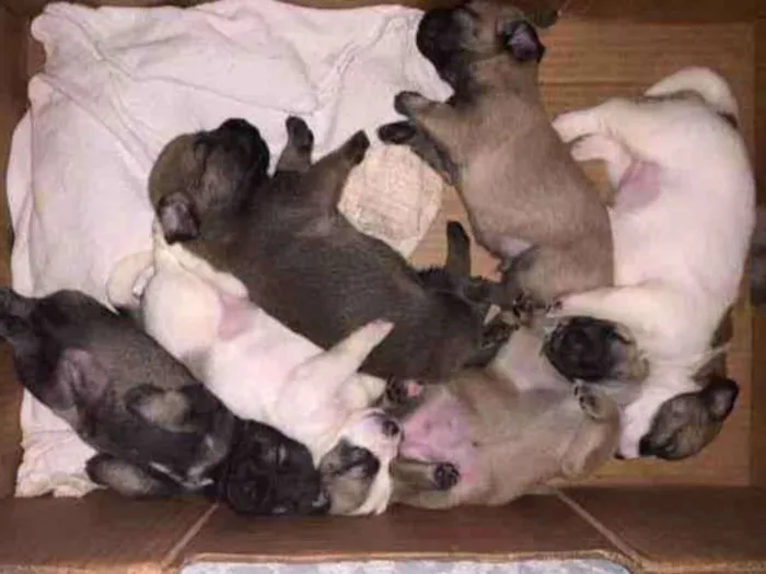 Cachorro ra a Mistura shitszu e cao pequeno  idade Abaixo de 2 meses nome Ainda não tem nomes