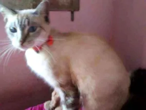 Gato raça Siames misturada idade 7 a 11 meses nome Cristal