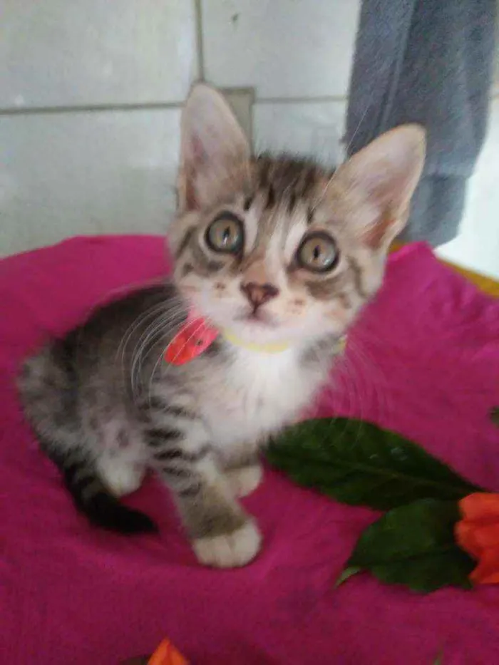 Gato ra a Diferente idade 2 a 6 meses nome Fofura