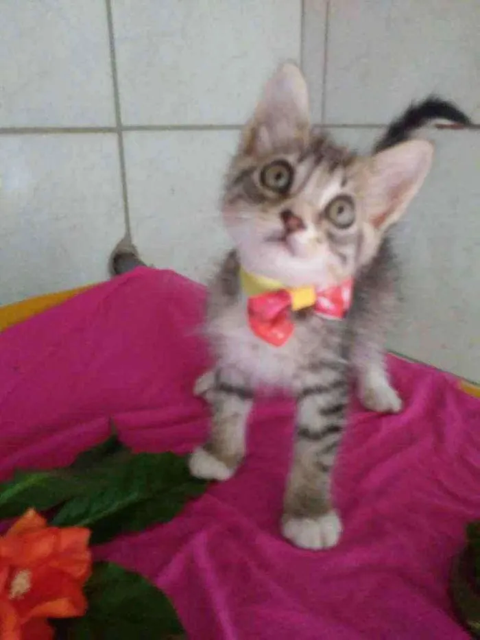 Gato ra a Diferente idade 2 a 6 meses nome Fofura