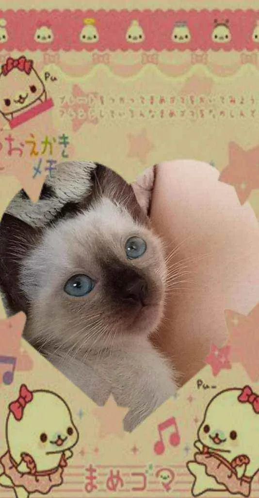 Gato ra a vira-lata  idade 2 a 6 meses nome tom, amelie, polvinh