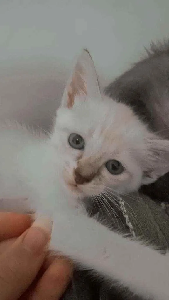 Gato ra a vira-lata  idade 2 a 6 meses nome tom, amelie, polvinh