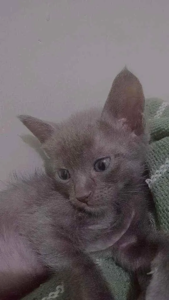 Gato ra a vira-lata  idade 2 a 6 meses nome tom, amelie, polvinh