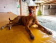 Ritinha