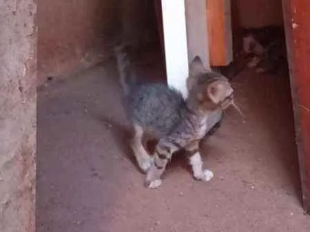 Gato raça  idade 2 a 6 meses nome Sem nome