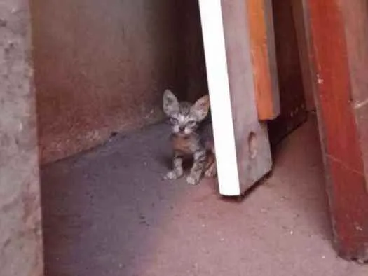 Gato raça  idade 2 a 6 meses nome Sem nome