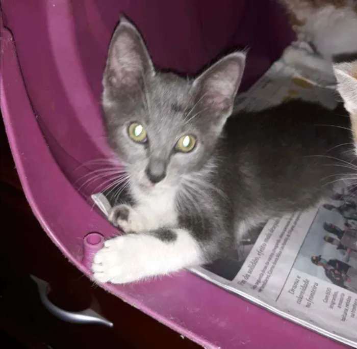 Gato ra a SRD idade 2 a 6 meses nome .........