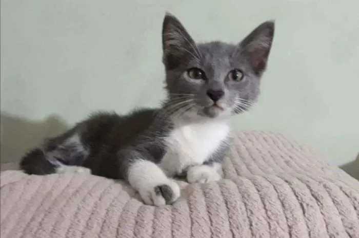 Gato ra a SRD idade 2 a 6 meses nome .........