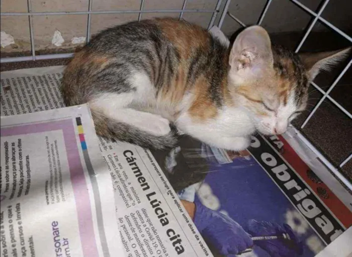 Gato ra a SRD idade 2 a 6 meses nome .........
