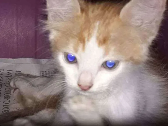 Gato ra a SRD idade 2 a 6 meses nome .........
