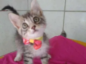 Gato raça Diferente idade 2 a 6 meses nome Fofura