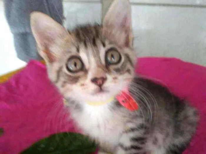 Gato ra a Diferente idade 2 a 6 meses nome Fofura