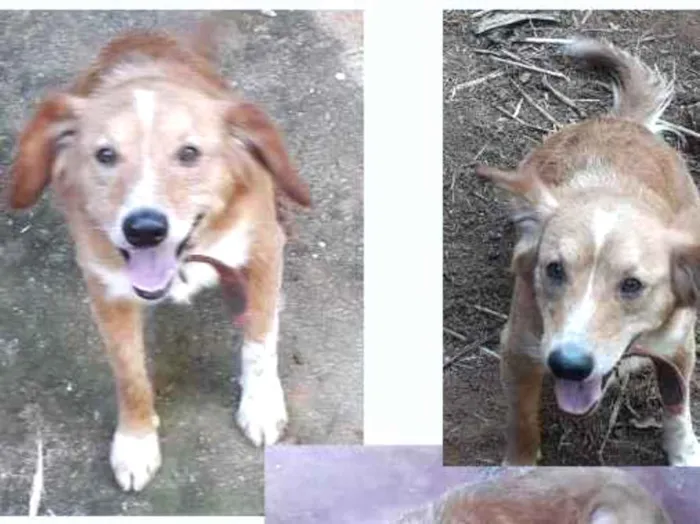 Cachorro ra a SRD-ViraLata idade 2 anos nome SEM NOME