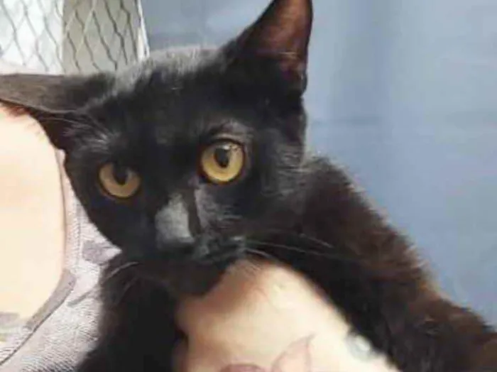 Gato raça Srd idade 2 a 6 meses nome Luna Linda bebê 