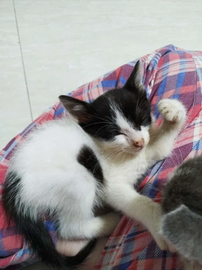 Gato ra a SRD-ViraLata idade Abaixo de 2 meses nome Sem nome