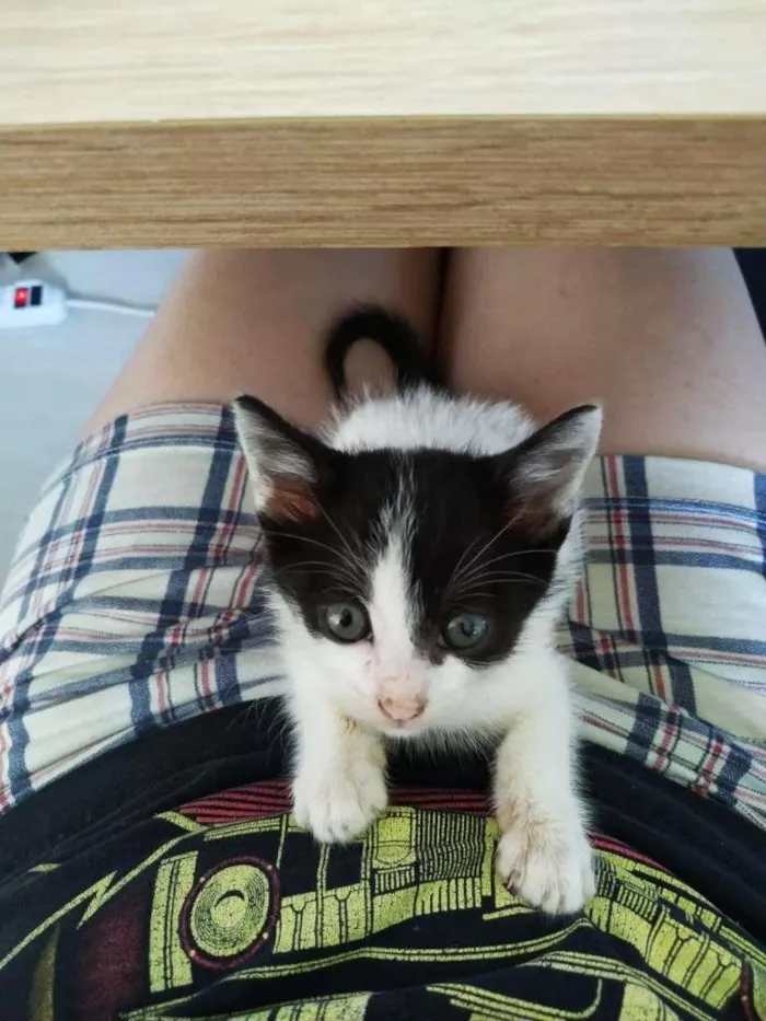 Gato ra a SRD-ViraLata idade Abaixo de 2 meses nome Sem nome