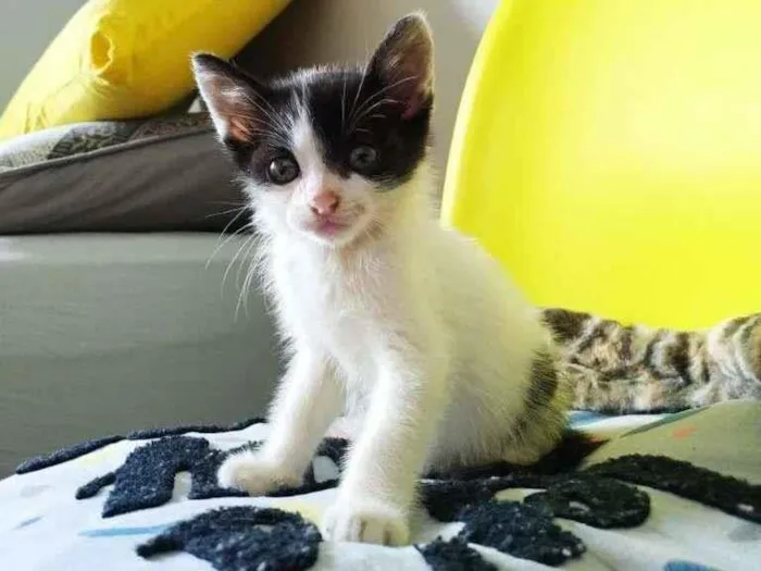 Gato ra a SRD-ViraLata idade Abaixo de 2 meses nome Sem nome