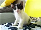Gato raça SRD-ViraLata idade Abaixo de 2 meses nome Sem nome