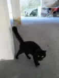 Desconhecido
