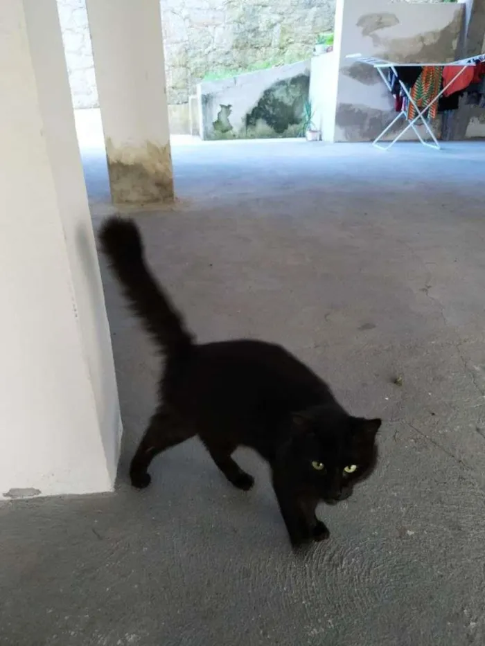Gato ra a Não sei idade 1 ano nome Desconhecido