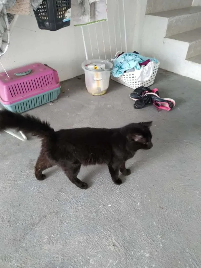 Gato ra a Não sei idade 1 ano nome Desconhecido