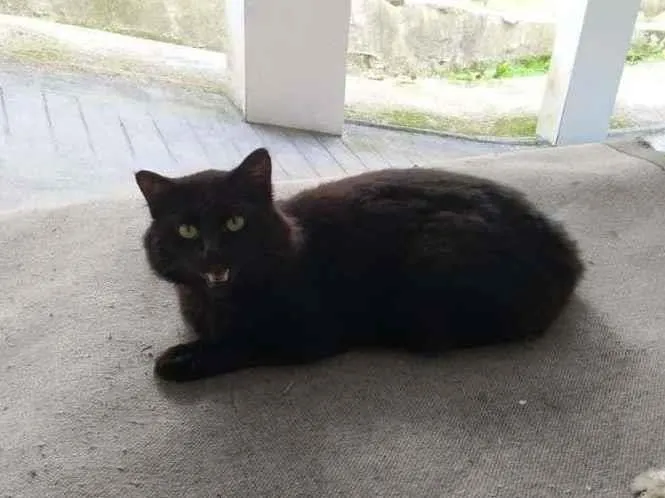 Gato ra a Não sei idade 1 ano nome Desconhecido