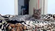 Frederico