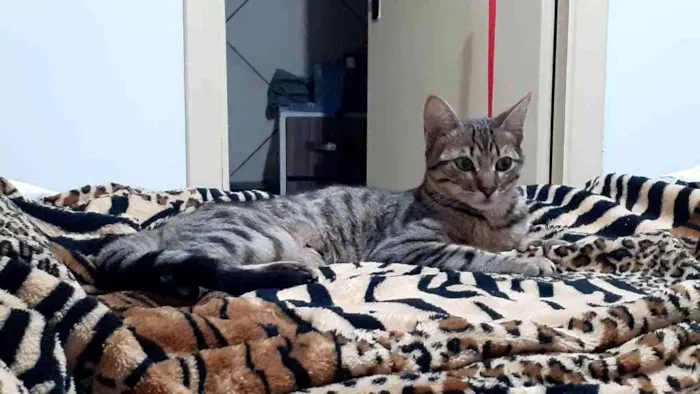 Gato raça sem raça definida idade 7 a 11 meses nome Frederico