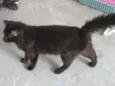 Desconhecido
