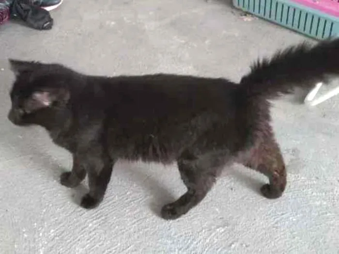 Gato ra a Não sei idade 1 ano nome Desconhecido