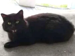 Gato raça Não sei idade 1 ano nome Desconhecido