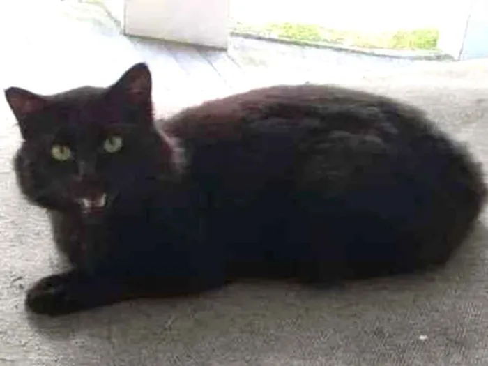 Gato ra a Não sei idade 1 ano nome Desconhecido
