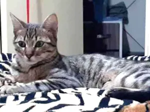 Gato raça sem raça definida idade 7 a 11 meses nome Frederico