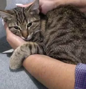 Gato raça sem raça definida idade 7 a 11 meses nome Frederico