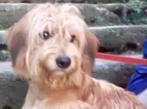 Cachorro raça  idade 7 a 11 meses nome Pipoco Filhote