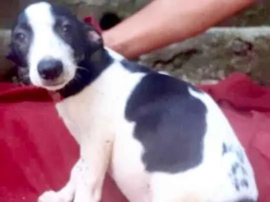 Cachorro raça  idade 2 a 6 meses nome Léo Bebezinho