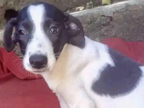 Cachorro raça  idade 2 a 6 meses nome Lyon Bebezinho