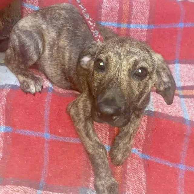 Cachorro raça  idade 2 a 6 meses nome Luana Bebezinha