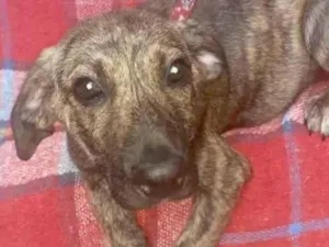 Cachorro raça  idade 2 a 6 meses nome Luana Bebezinha