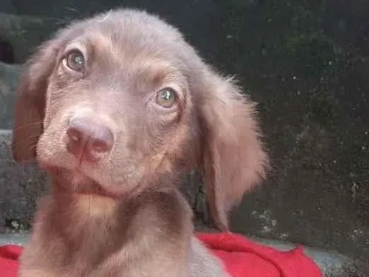 Cachorro raça  idade 2 a 6 meses nome Enzo Bebezinho