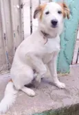 Cachorro raça  idade 2 a 6 meses nome Lipy Filhotinho