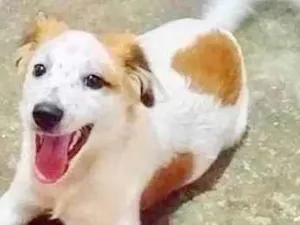 Cachorro raça  idade 2 a 6 meses nome Lipy Filhotinho