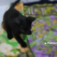  Tiger, Moca e Luna