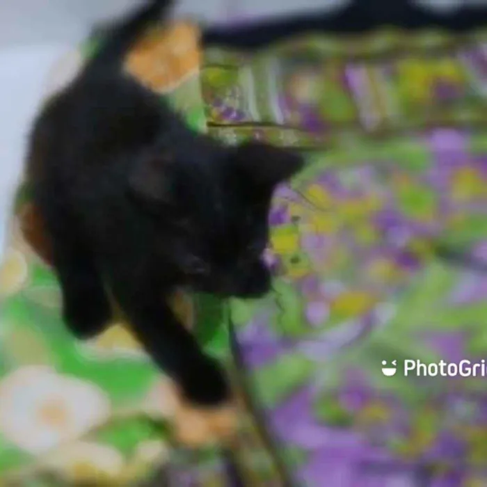 Gato ra a  idade 2 a 6 meses nome  Tiger, Moca e Luna