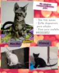  Tiger, Moca e Luna
