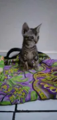  Tiger, Moca e Luna